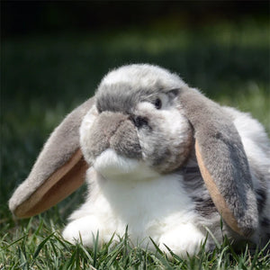 soft plush lop-eared bunny